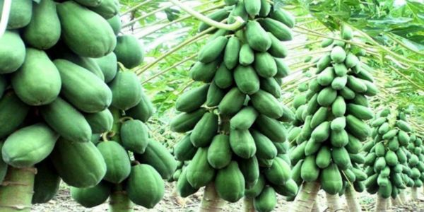 সিঙ্গাইরে জনপ্রিয় হচ্ছে পেঁপে চাষ